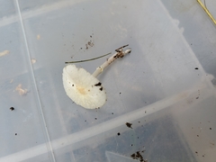 Leucocoprinus flavescens