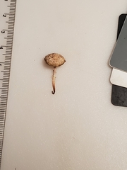 Leucocoprinus flavescens