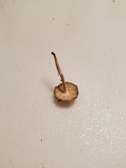 Leucocoprinus flavescens