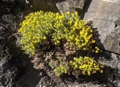 Ericameria cuneata cuneata