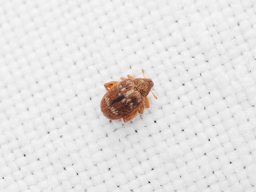 Orchestes erythropus