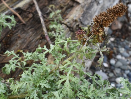 Silver bur ragweed (Ambrosia chamissonis)