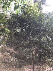 Cryptocarya triplinervis pubens