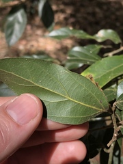 Cryptocarya triplinervis pubens