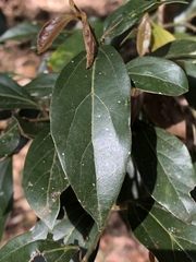 Cryptocarya triplinervis pubens