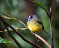 Myiotriccus ornatus