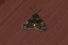 Metalectra richardsi