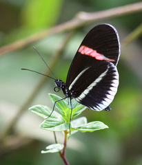 Heliconius erato cyrbia