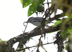 Pachyramphus albogriseus