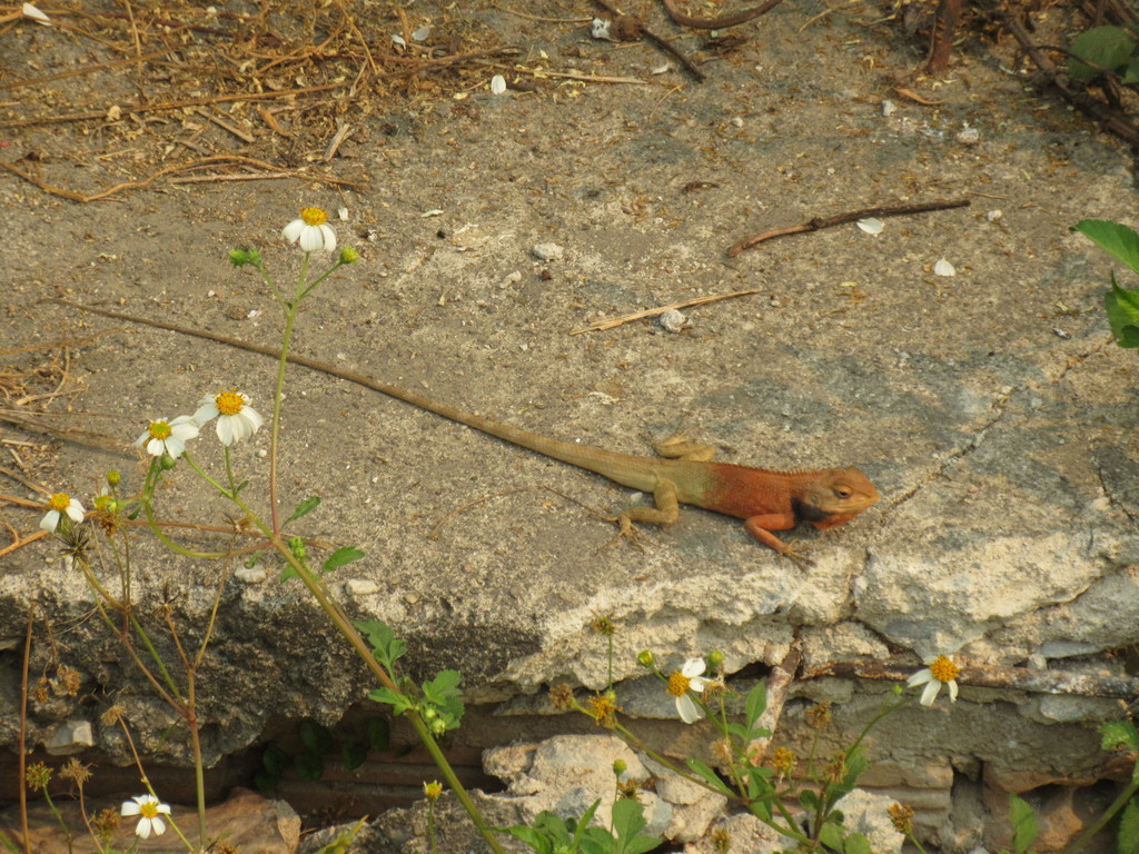 Oriental Garden Lizard from Don Kaeo, Saraphi District, Chiang Mai ...