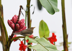 Turdus maculirostris