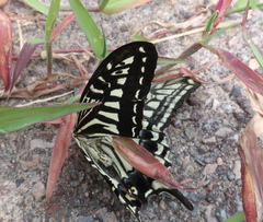 Papilio xuthus
