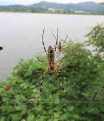 Trichonephila clavata