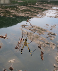 Trichonephila clavata