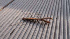 Mantidae