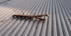 Mantidae