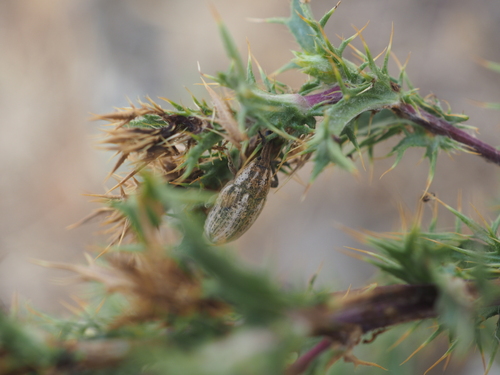 Larinus ursus