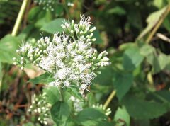 Eupatorium chinense
