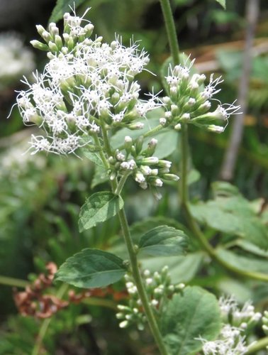 Eupatorium chinense L.