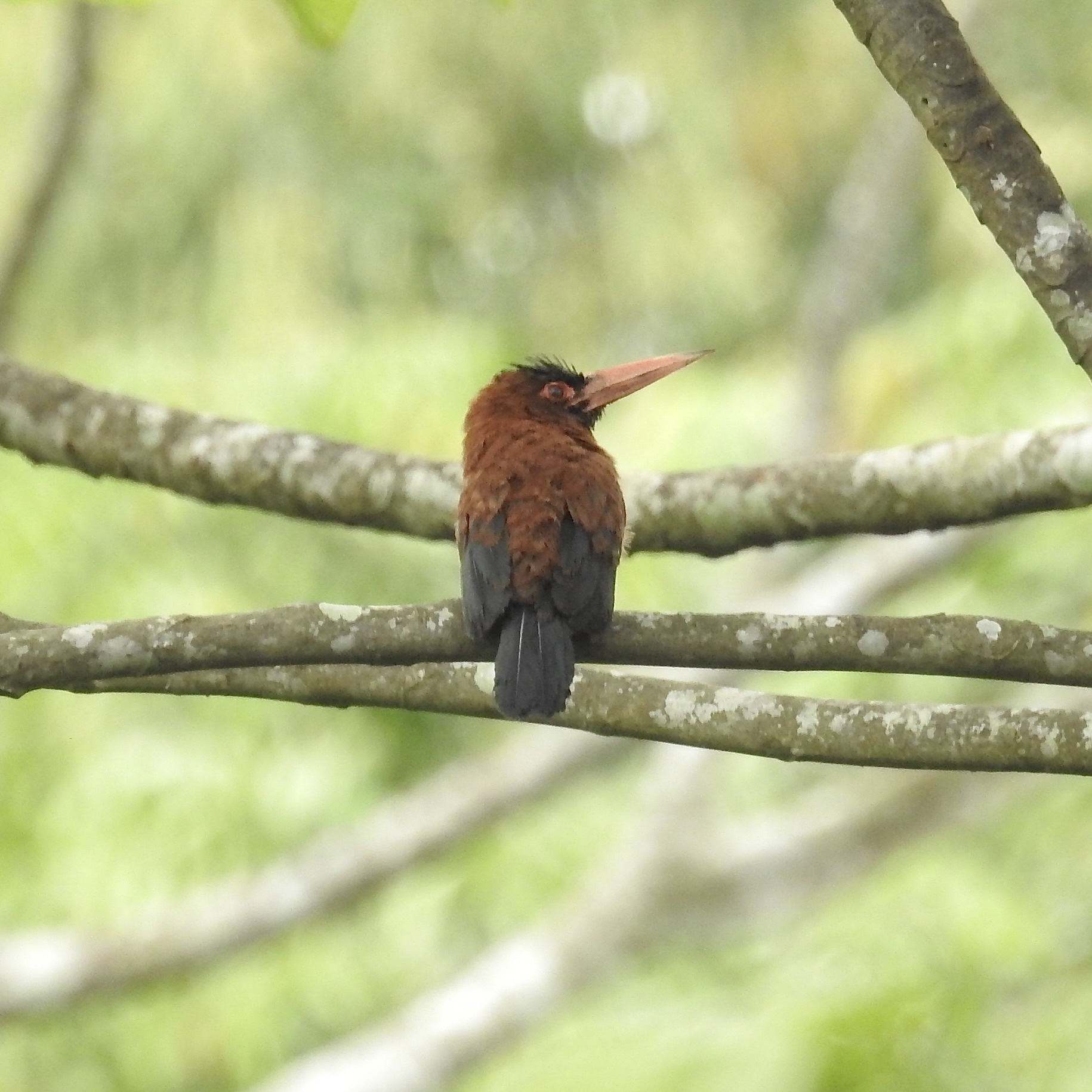 Purus Jacamar (Galbalcyrhynchus purusianus), photo 1
