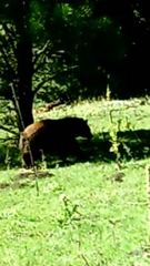 Ursus americanus amblyceps