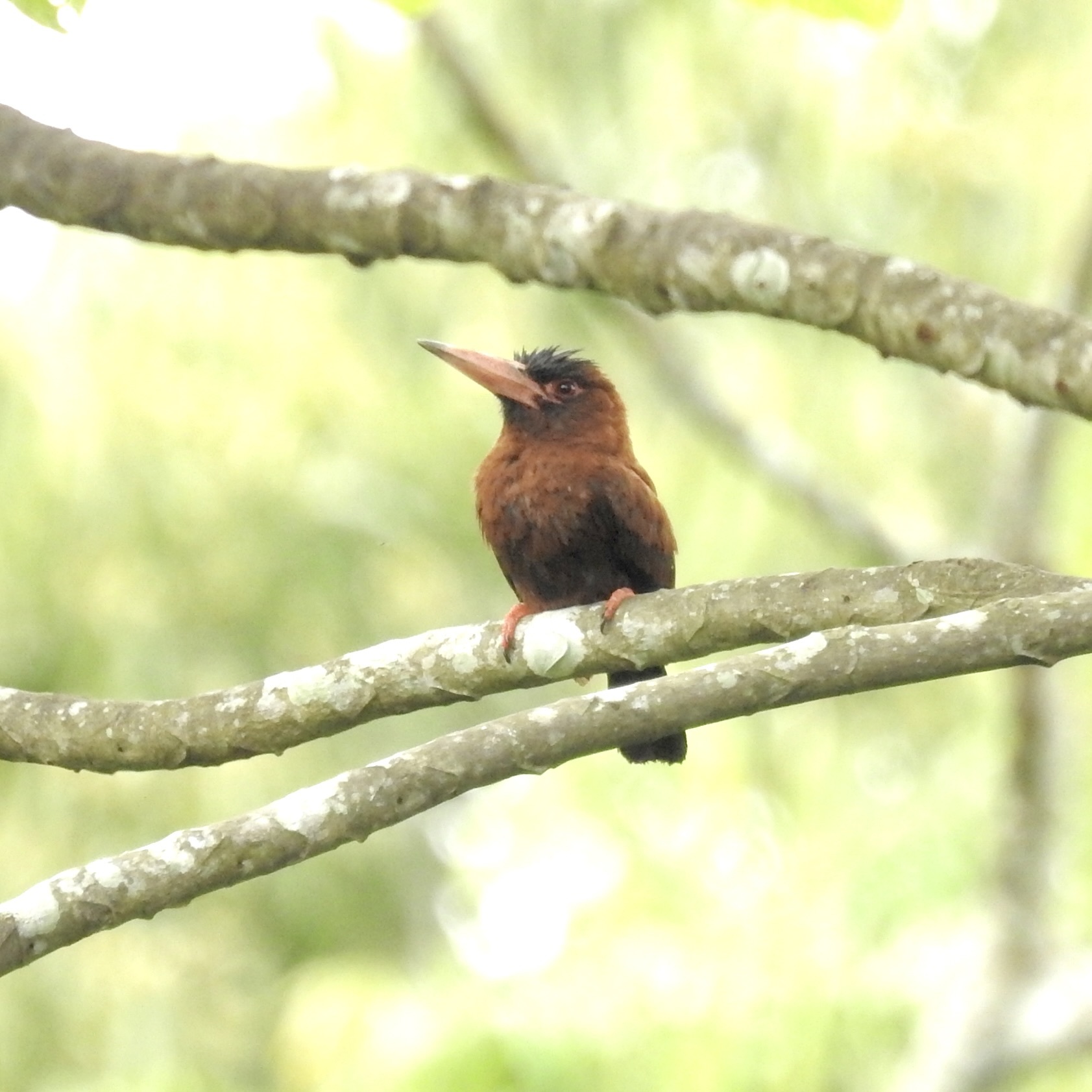 Purus Jacamar (Galbalcyrhynchus purusianus), photo 2