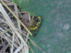 Spilomyia interrupta