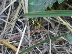 Spilomyia interrupta