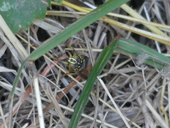 Spilomyia interrupta