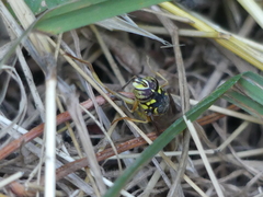 Spilomyia interrupta