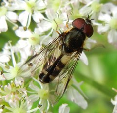 Leucozona laternaria