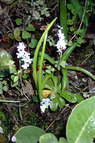 Milk Hair Orchid (Holothrix parviflora)