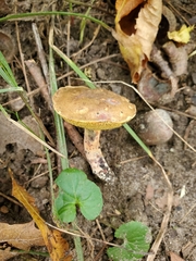 Cyanoboletus