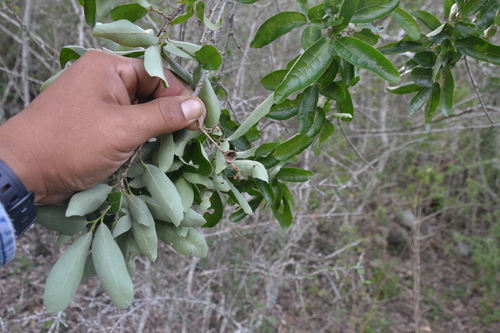 Quercus monterreyensis