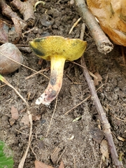 Cyanoboletus