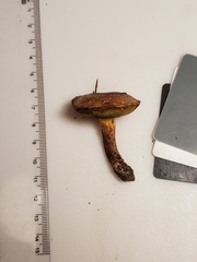 Cyanoboletus