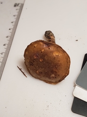 Cyanoboletus