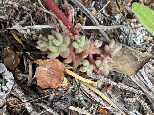 Sedum rupicola