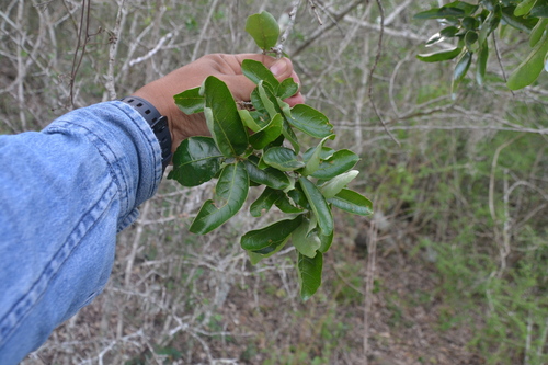 Quercus monterreyensis