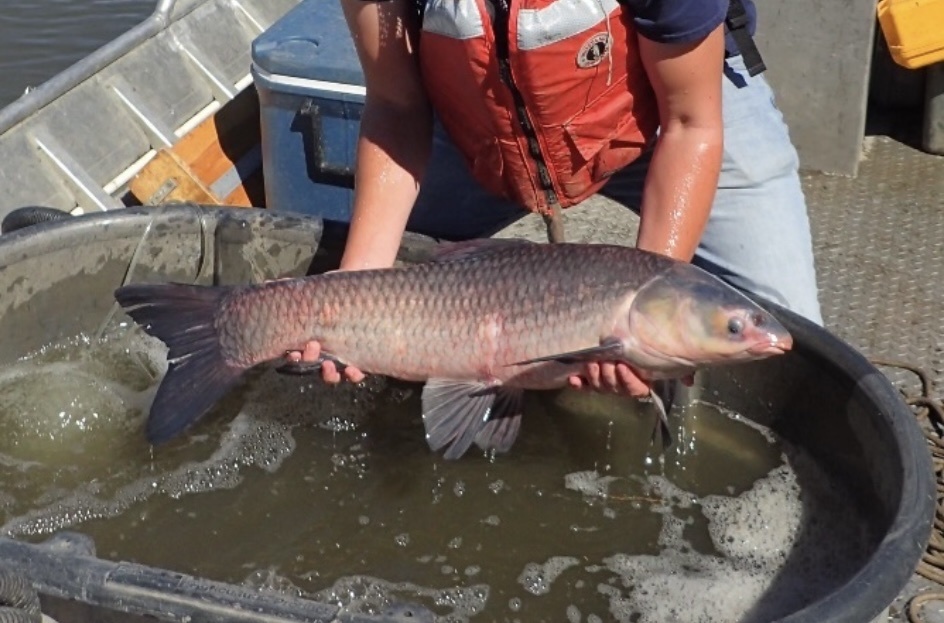 Black Carp