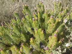 Serruria brownii