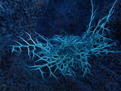 Astrophyton muricatum