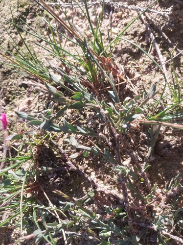 Threevein Purplegorse (Muraltia trinervia)