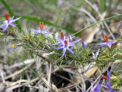 Calectasia narragara