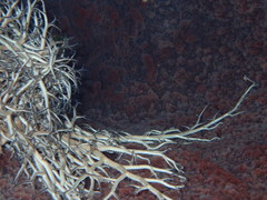 Astrophyton muricatum