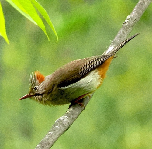 Rufous-vented Yuhina (Yuhina occipitalis), photo 7