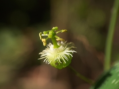 Passiflora filipes
