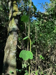 Passiflora filipes