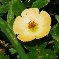Kallstroemia rosei