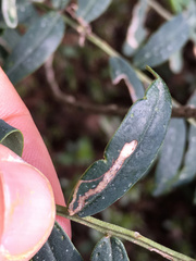 Liriomyza clianthi